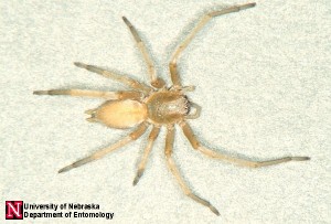 Yellow sac spider