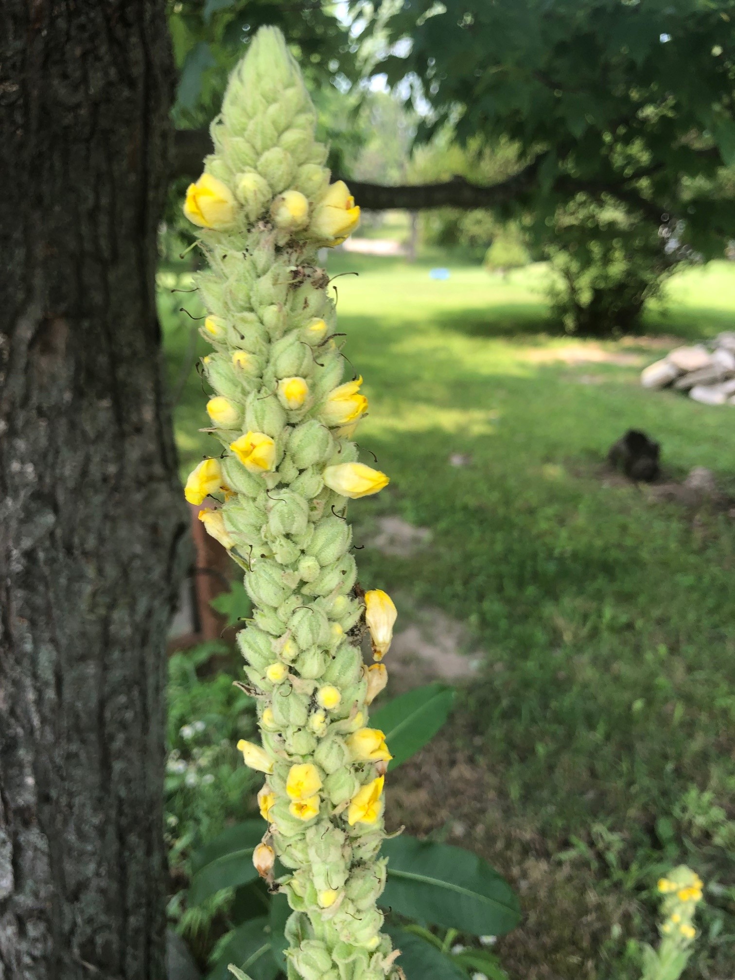 Common mullein flower