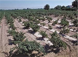 A vineyard infested with plant-parasitic nematodes. Notice the stunted vines and the patchiness of the symptoms