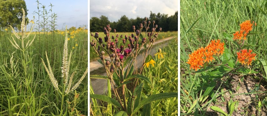 Three different types of flowers.