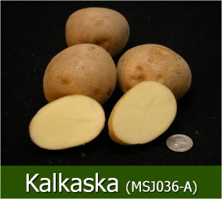 Kalkaska