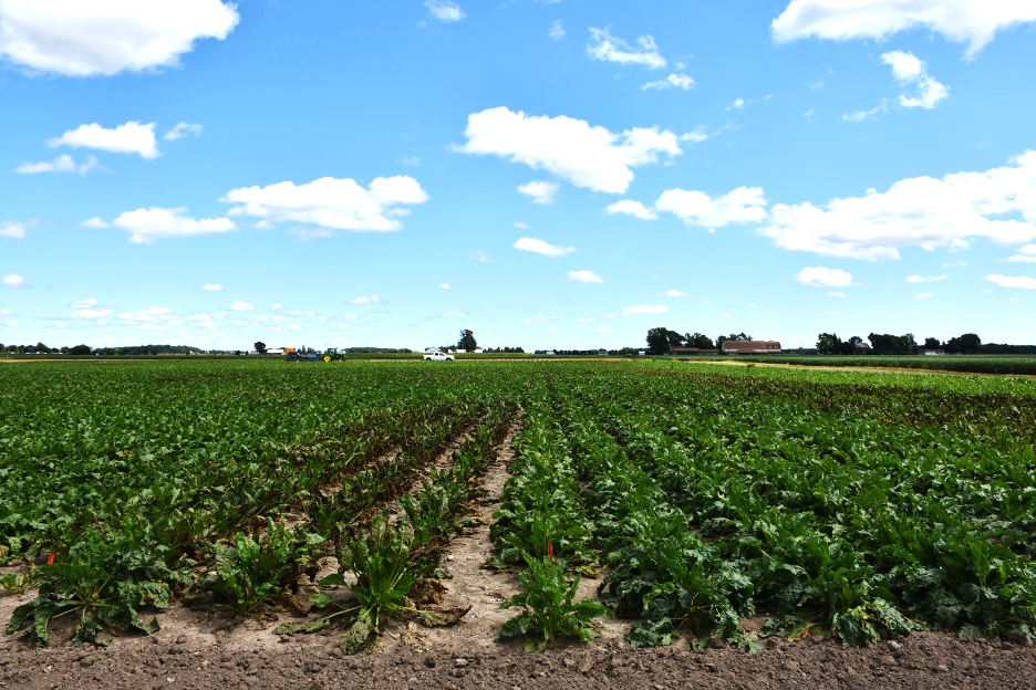 Sugar beet plots