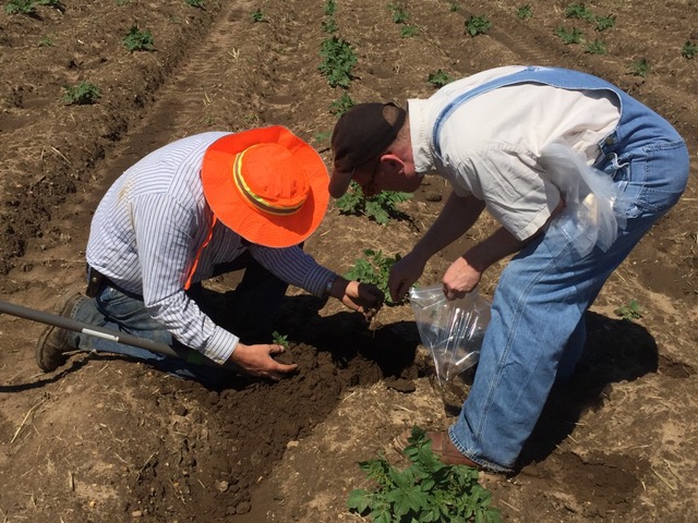 Two researchers in a potato field