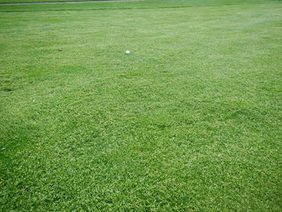 Annual bluegrass seeding in a fairway