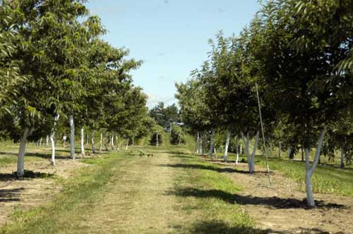 Chestnut tree