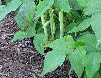 Mulch around vegetables