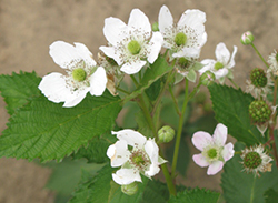 Strawberry flowers