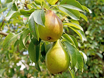 Pears