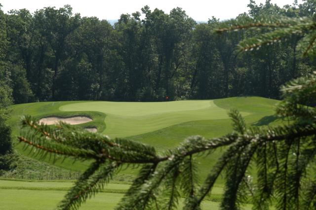 'Golf course with pine tree'