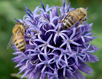 Honey bees on globe thistle