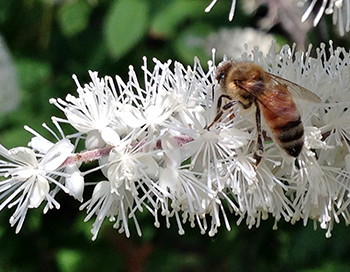 Honey bee on snakeroot