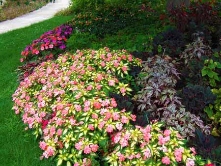 Pink and green foliage