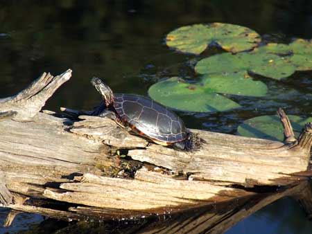 Turtle by the lake