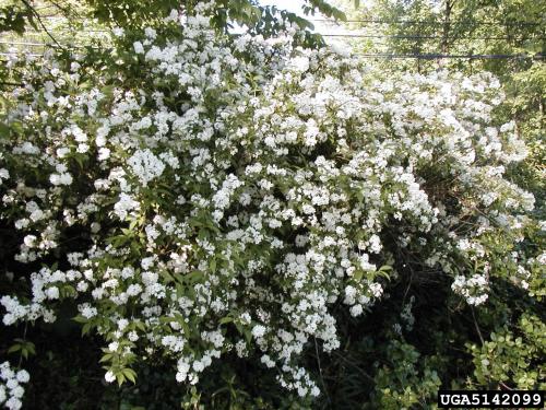 White flowers