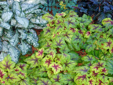 Ground cover plants