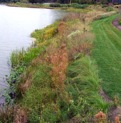 Plants coming in to contact with the water's edge