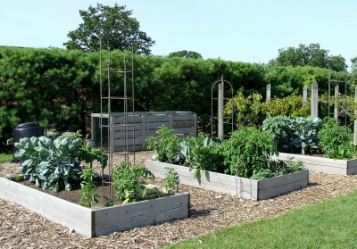 A vegetable garden with raised beds and walking paths.