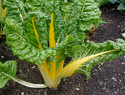 Vegetable in soil with organic residue visible. 