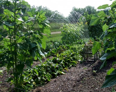 Vegetable garden 