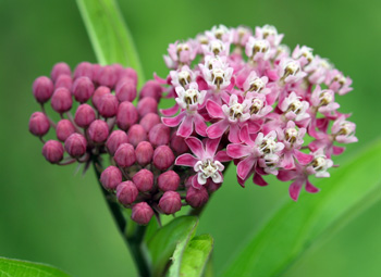 Bright pink swamp milkweed flowers.