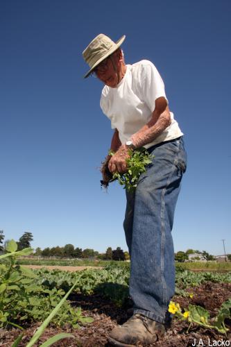 Man planning his garden.