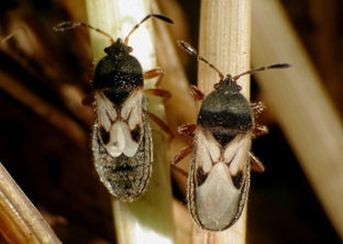 Chinch bug adults