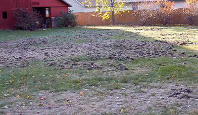 Skunk damage from raccoons feeding on European chafer grubs