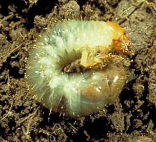 Third instar grub. Photo by David Shetlar