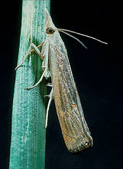 Sod webworm adult