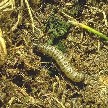 sod webworm larva