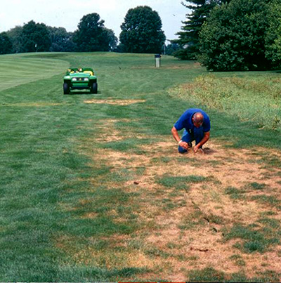 Japanese beetle damage on a golf course. MSU Entomology