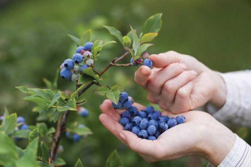 Blueberries