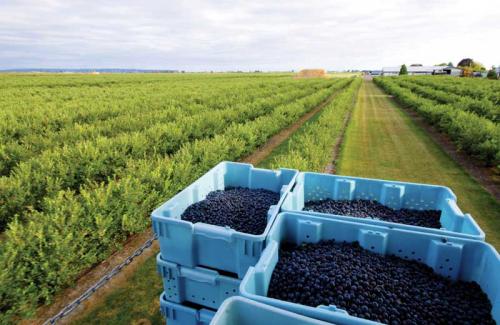 Blueberry field