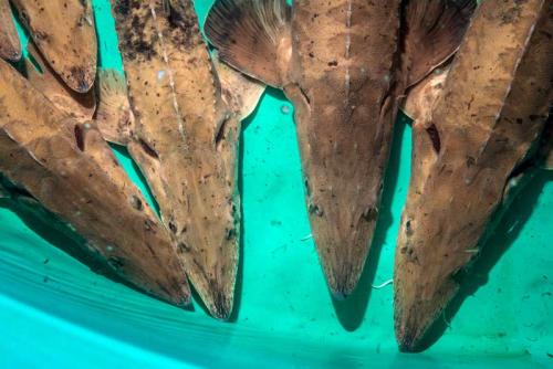 Lake sturgeon waiting to be fed