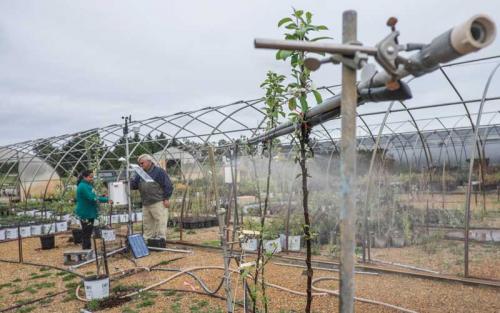 James Flore, MSU horticulturist, works with graduate student Ishara Rijal