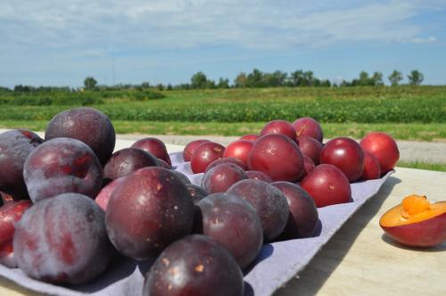 Fruit at the HTRC