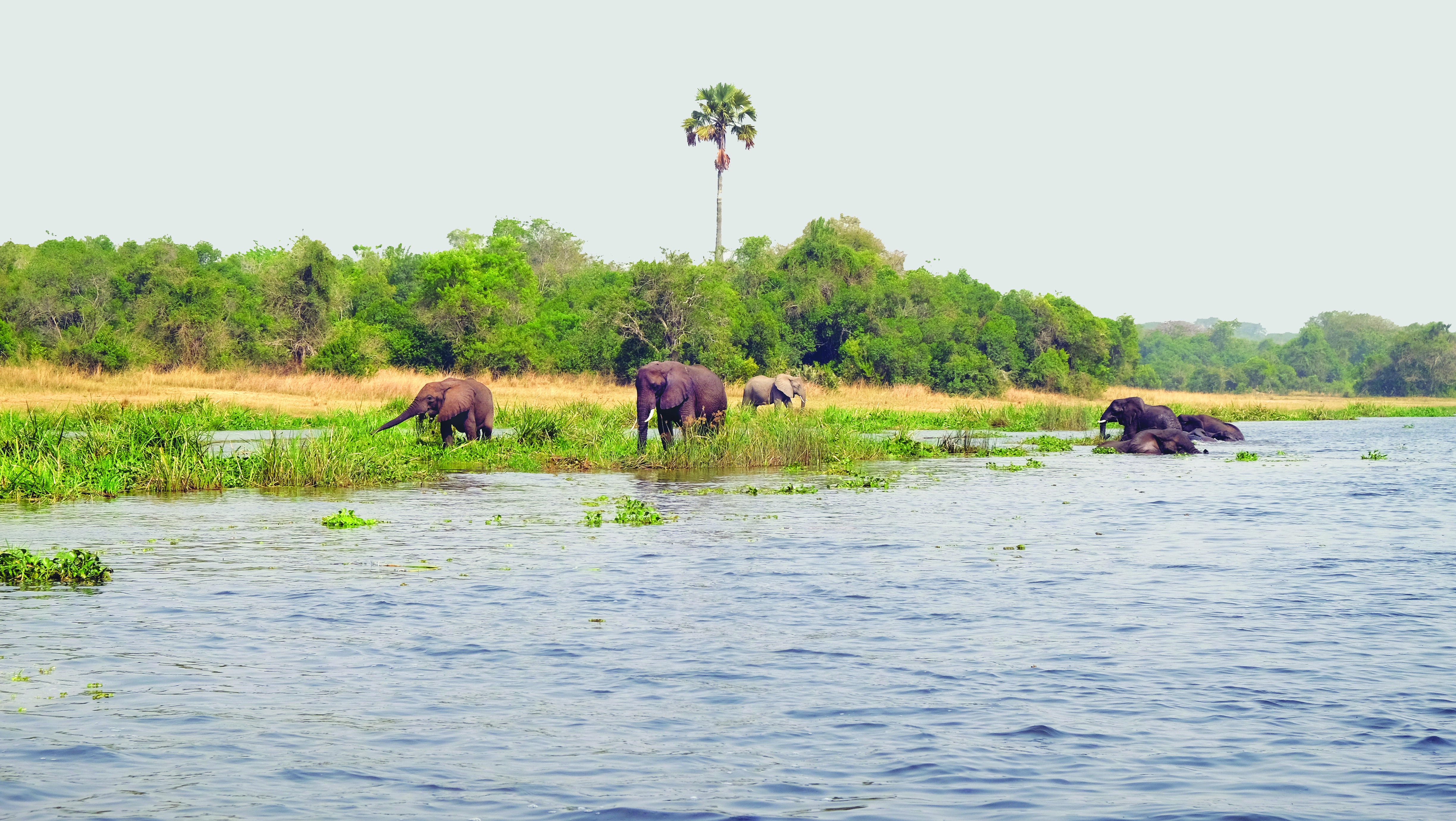 snares elephants