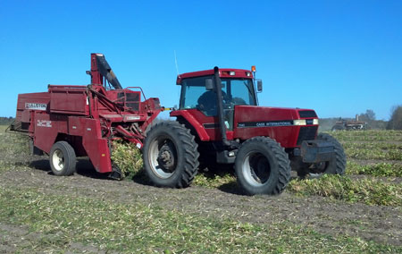 Dry bean combining