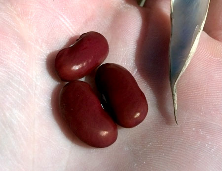 Kidney beans