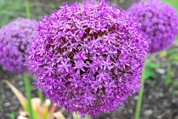 allium