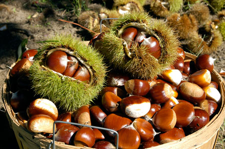 Chestnuts