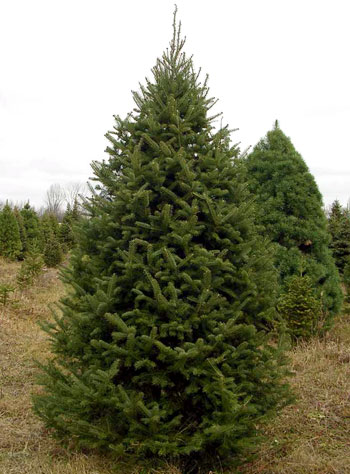 Balsam fir