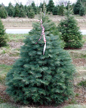 Concolor fir