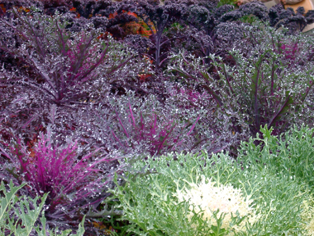 Green and purple kale