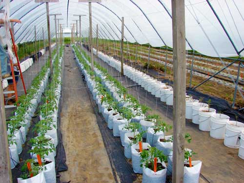 Container-grown tomatoes Container-grown tomatoes