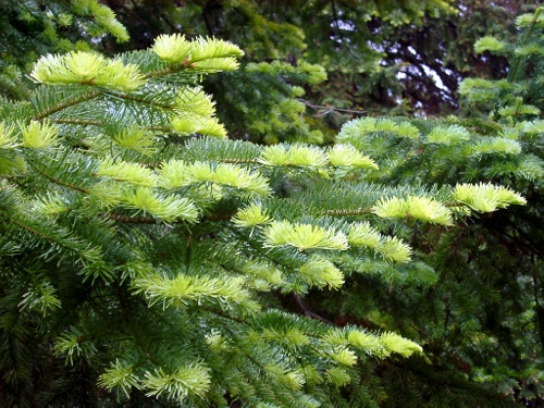 Fir tree