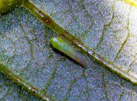 Adult potato leafhopper Adult potato leafhopper