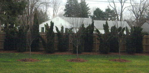 Snow damage to arborvitaes