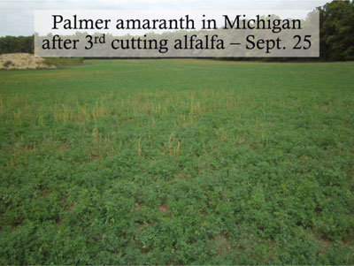 Palmer amaranth