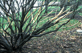 Burning Bush girdled by rabbits.